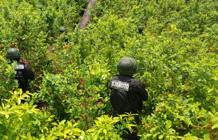 En Sabá, Colón, mantienen 31 mil arbustos de coca asegurados