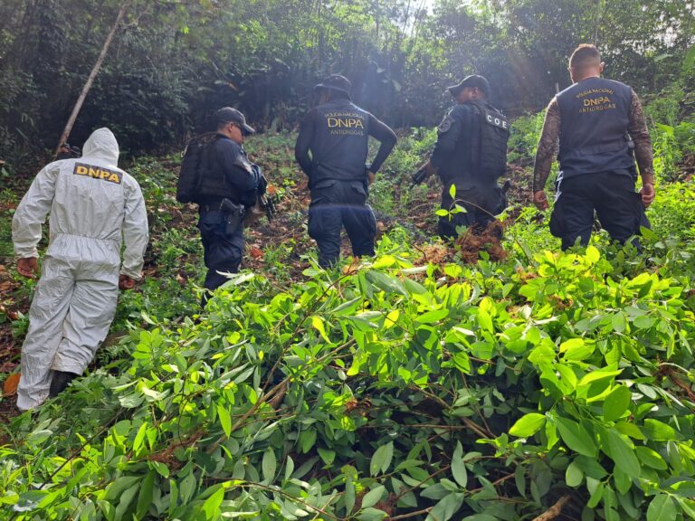 En Reserva del Hombre Iriona, Colón, la Dirección Antidrogas destruye 90.000 plantas de coca