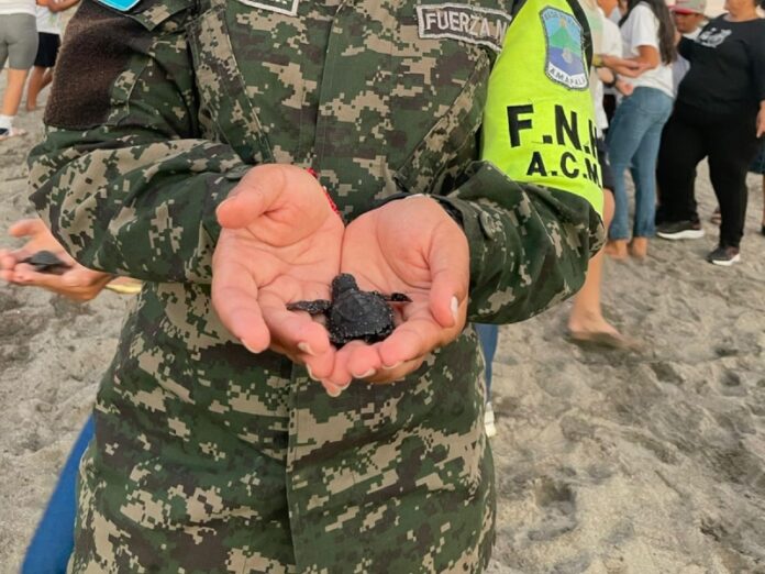 200 tortugas golfinas son liberadas en la playa Los Cocos, Choluteca