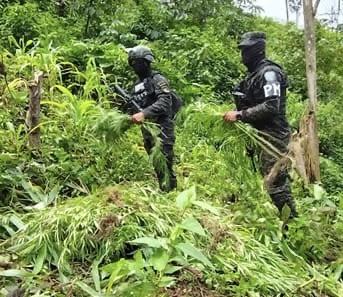Desmantelan cultivos de coca y marihuana en Atlántida y El Paraíso