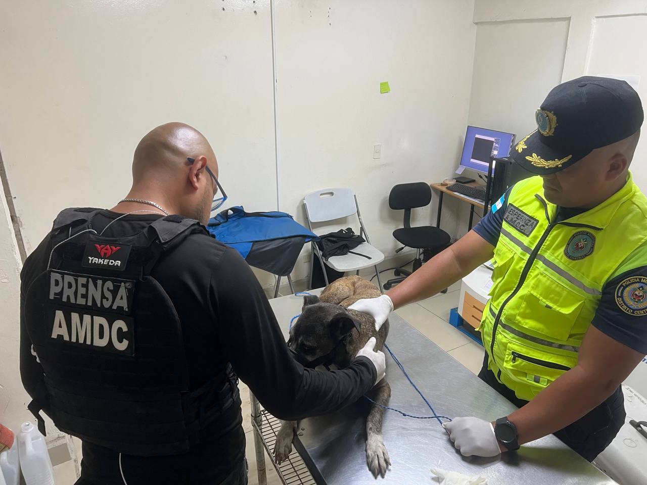 Policía Municipal rescata a perrita víctima de maltrato y Veterinaria Municipal le brinda atención especializada Policía Municipal rescata a perrita víctima de maltrato y Veterinaria Municipal le brinda atención especializada
