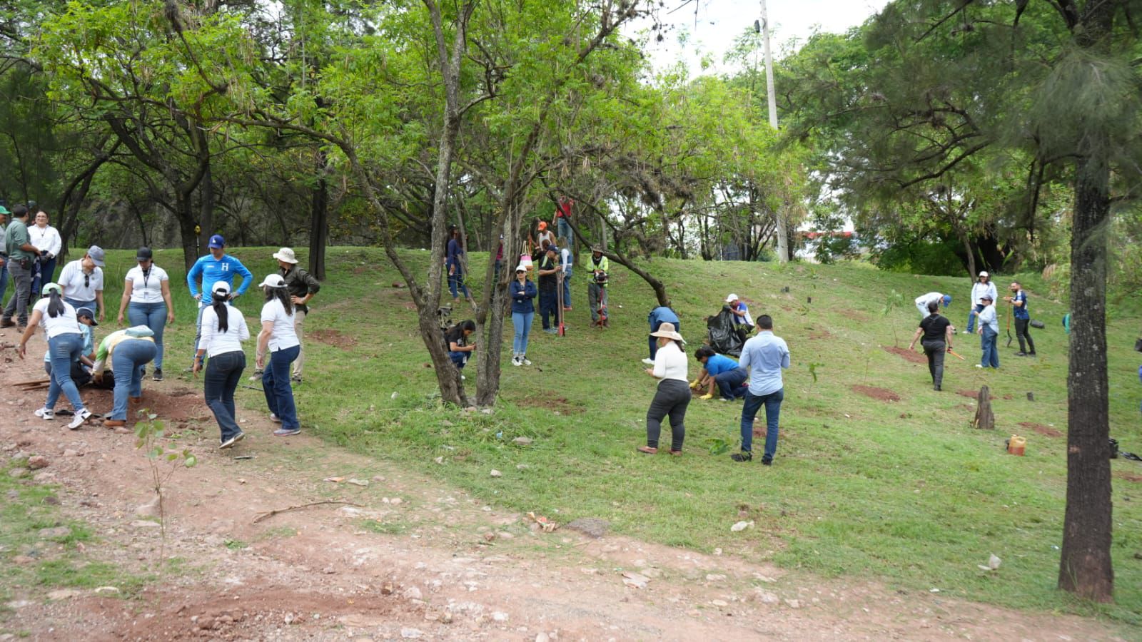 Alcaldía realiza jornada de arborización y limpieza en el intercambio de los bulevares Kuwait y Fuerzas Armadas Alcaldía realiza jornada de arborización y limpieza en el intercambio de los bulevares Kuwait y Fuerzas Armadas