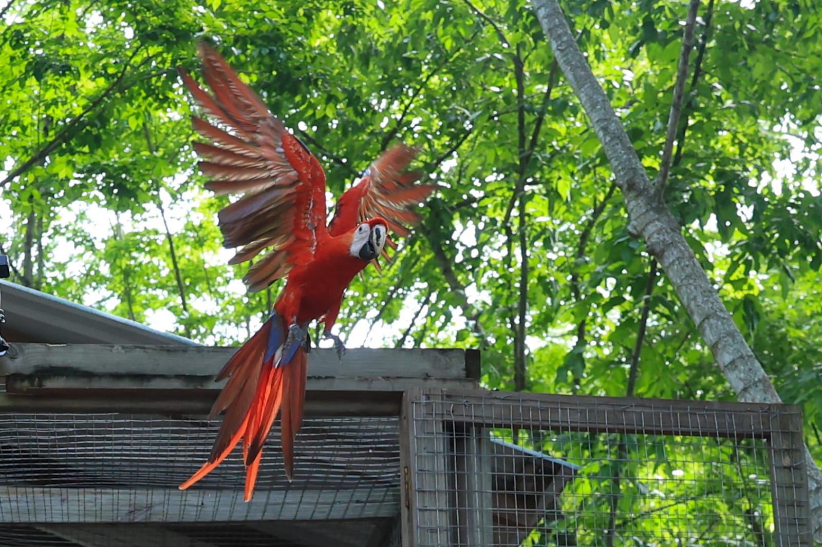 Presidente Asfura lidera liberación de 12 guacamayas rojas y exhorta a proteger la riqueza natural de Honduras