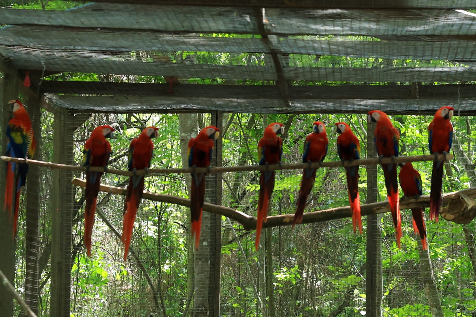 Fundador de Macaw Mountain, Lloyd Davidson, destaca que la conservación de la guacamaya roja impulsa el turismo en Honduras