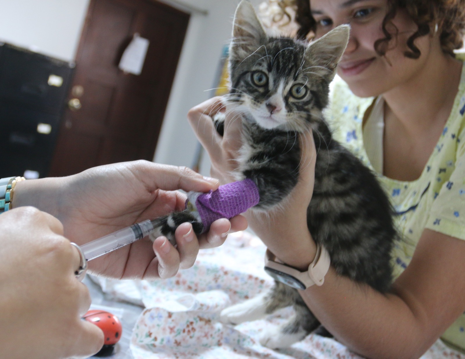 AMDC abre inscripciones para brigada veterinaria gratuita dirigida a gatos adultos AMDC abre inscripciones para brigada veterinaria gratuita dirigida a gatos adultos