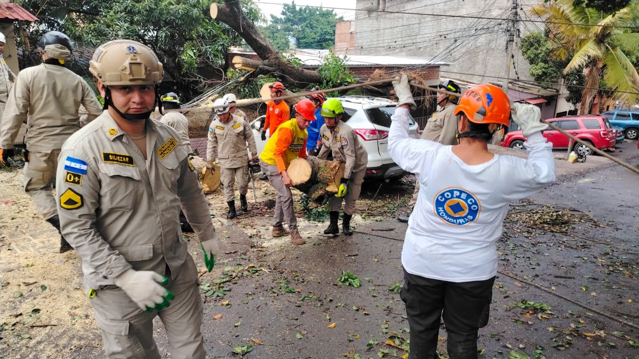 Equipos de respuesta atienden emergencia por caída de árbol de gran tamaño que dañó vehículos en la colonia Kennedy Equipos de respuesta atienden emergencia por caída de árbol de gran tamaño que dañó vehículos en la colonia Kennedy